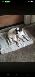 Lost Female Dog last seen E Arlington , Akron, OH 44306