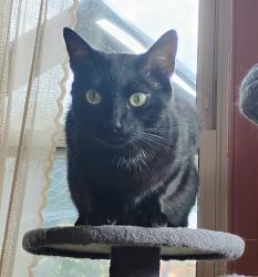 Lost Male Cat last seen Ivy Ridge and Browning Road, Bellmawr, NJ 08031