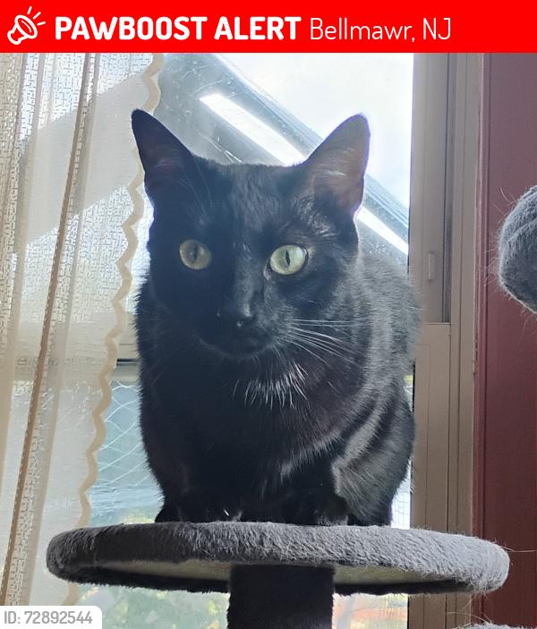 Lost Male Cat last seen Ivy Ridge and Browning Road, Bellmawr, NJ 08031