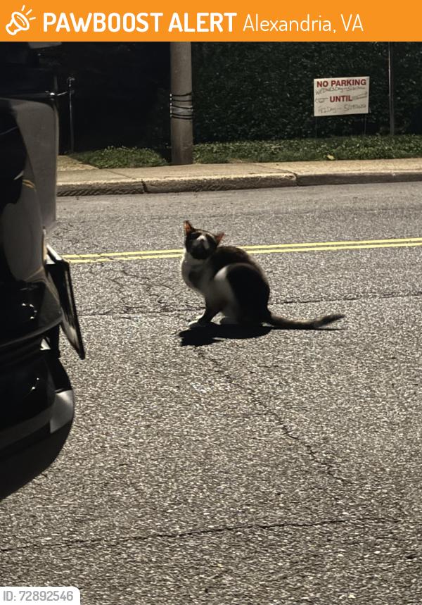 Found/Stray Unknown Cat last seen Martha Custis and Ripon, Alexandria, VA 22302