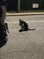 Found/Stray Unknown Cat last seen Martha Custis and Ripon, Alexandria, VA 22302