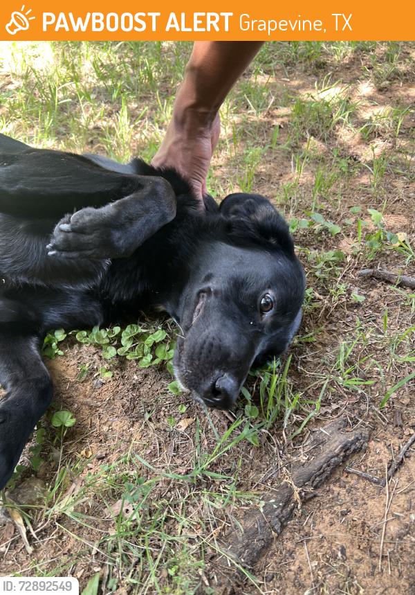 Found/Stray Female Dog last seen Dove elementary, Grapevine, TX 76051