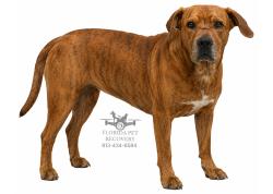 Reunited Male Dog last seen Artisan Lakes Pkwy, Palmetto, FL 34221