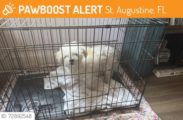 Found/Stray Male Dog last seen Mulberry st uptown, St. Augustine, FL 32085