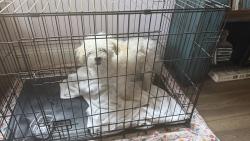 Found/Stray Male Dog last seen Mulberry st uptown, St. Augustine, FL 32085