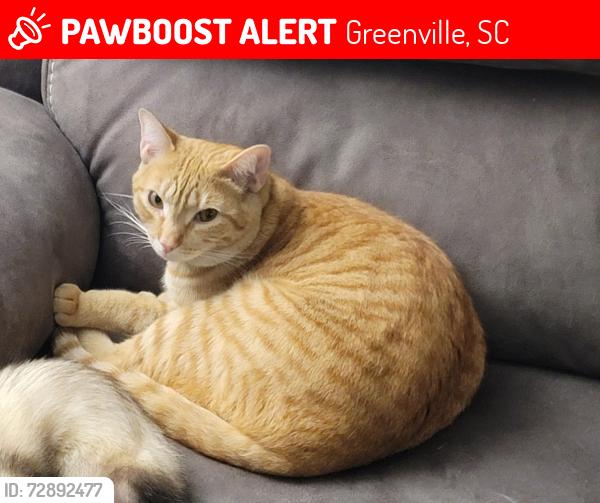 Lost Male Cat last seen East North St., Greenville, SC 29607