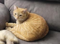 Lost Male Cat last seen East North St., Greenville, SC 29607