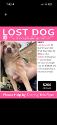 Lost Female Dog last seen Burnt tavern road and lanes mills road, Brick Township, NJ 08724