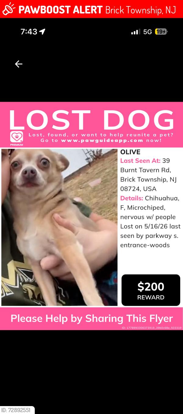 Lost Female Dog last seen Burnt tavern road and lanes mills road, Brick Township, NJ 08724