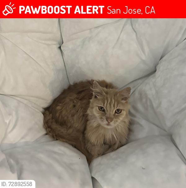 Lost Male Cat last seen Oronsay and San Ignacio, San Jose, CA 95119