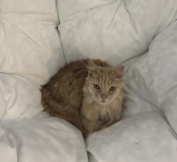 Lost Male Cat last seen Oronsay and San Ignacio , San Jose, CA 95119