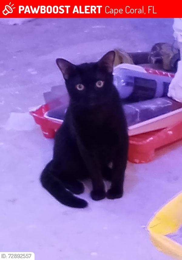 Lost Male Cat last seen Gleason blv., Cape Coral, FL 33914