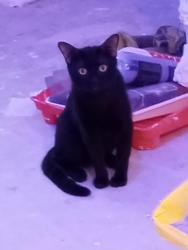 Lost Male Cat last seen Gleason blv., Cape Coral, FL 33914