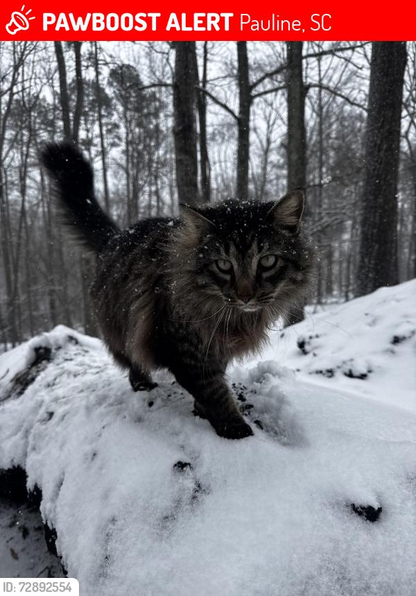 Lost Male Cat last seen HWY 56, Pauline, SC 29374