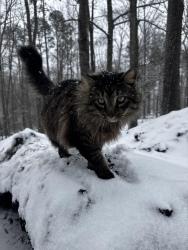 Lost Male Cat last seen HWY 56, Pauline, SC 29374