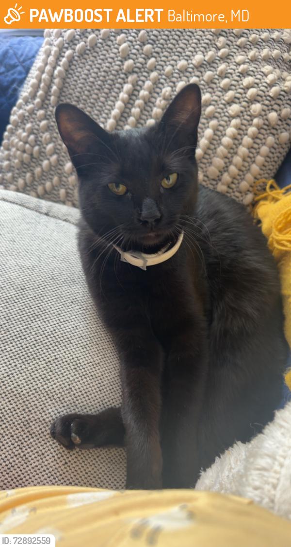 Found/Stray Female Cat last seen Hollins and St Gilmore, Baltimore, MD 21223