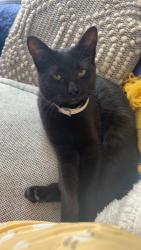 Found/Stray Female Cat last seen Hollins and St Gilmore, Baltimore, MD 21223