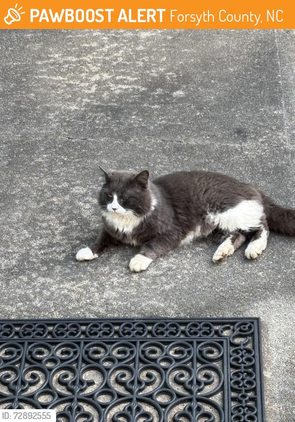 Found/Stray Unknown Cat last seen Longcreek Park and Bethania-Tobaccoville Road Pfafftown , Forsyth County, NC 27040