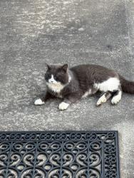 Found/Stray Unknown Cat last seen Longcreek Park and Bethania-Tobaccoville Road Pfafftown , Forsyth County, NC 27040