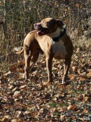 Lost Male Dog last seen Reservation Outpost , Fife, WA 98424