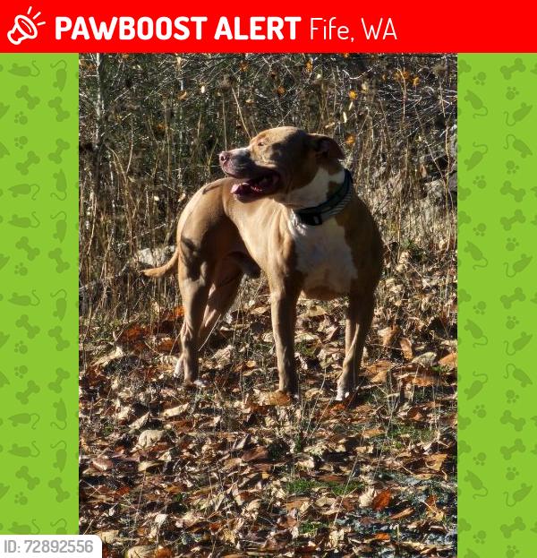Lost Male Dog last seen Reservation Outpost , Fife, WA 98424