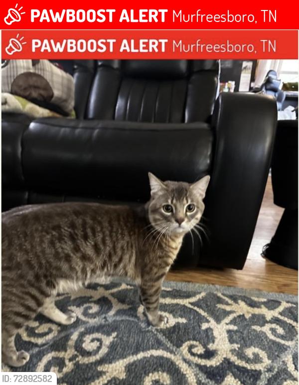 Lost Male Cat last seen Paws & 315 John r rice blvd, Murfreesboro, TN 37129