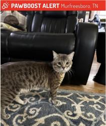 Lost Male Cat last seen Paws & 315 John r rice blvd, Murfreesboro, TN 37129