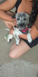 Lost Female Dog last seen shelter of Mount Vernon Ave , Bakersfield, CA 93307