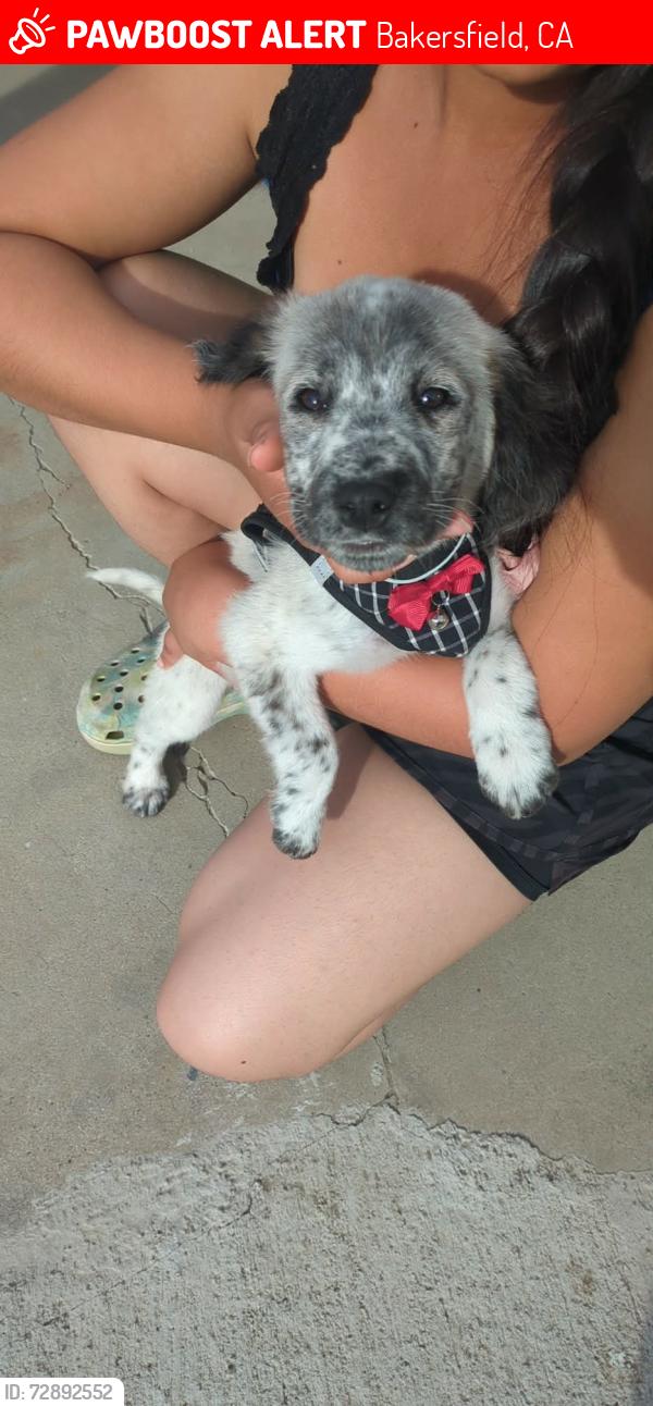 Lost Female Dog last seen shelter of Mount Vernon Ave , Bakersfield, CA 93307