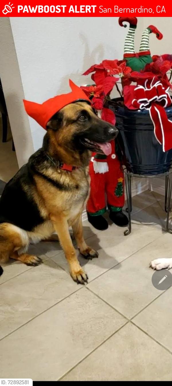 Lost Female Dog last seen Near e court st, San Bernardino, CA 92410