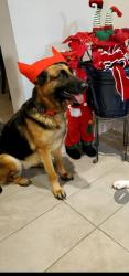 Lost Female Dog last seen Near e court st, San Bernardino, CA 92410