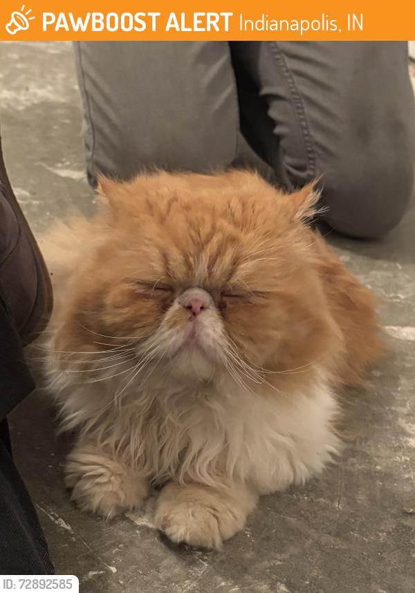 Found/Stray Male Cat last seen W 21st st/country club rd, Indianapolis, IN 46224