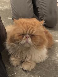Found/Stray Male Cat last seen W 21st st/country club rd, Indianapolis, IN 46224