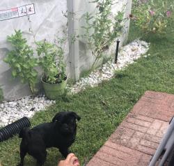 Reunited Male Dog last seen 39th street Touraine , Port Arthur, TX 77642