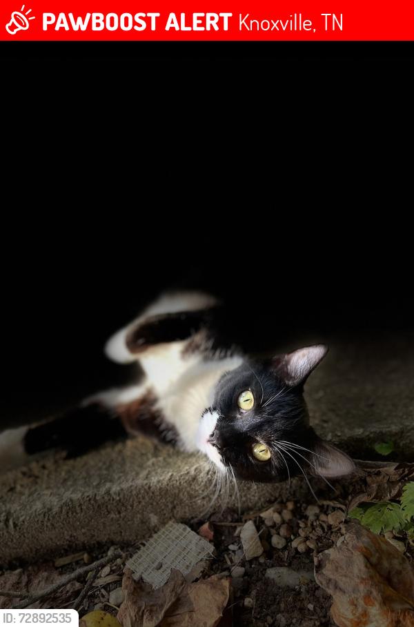 Lost Female Cat last seen Across street from Aquamarine and sub division , Knoxville, TN 37918