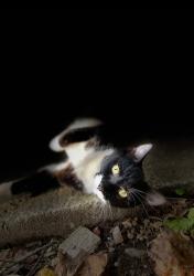 Lost Female Cat last seen Across street from Aquamarine and sub division , Knoxville, TN 37918
