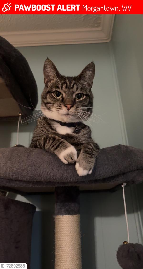 Lost Female Cat last seen Hess St, Morgantown, WV 26501