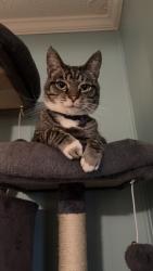 Lost Female Cat last seen Hess St, Morgantown, WV 26501
