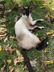 Lost Female Cat last seen 7th and Huron, Ann Arbor, MI 48103
