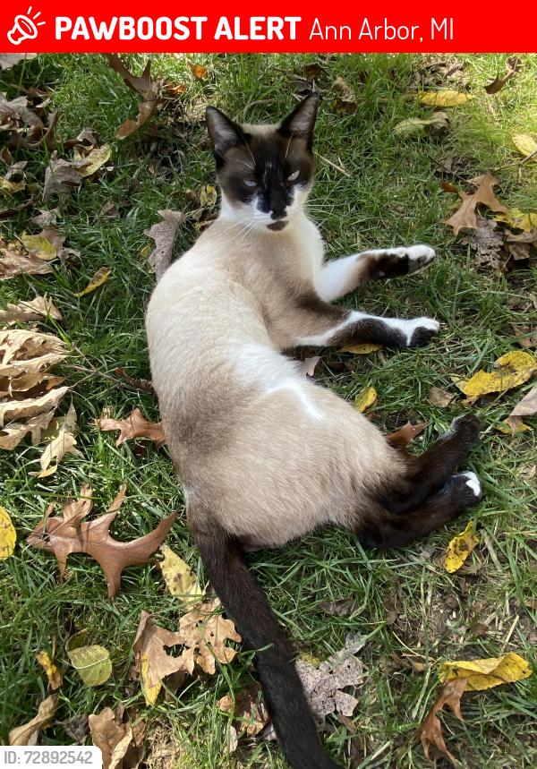 Lost Female Cat last seen 7th and Huron, Ann Arbor, MI 48103
