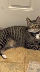Lost Female Cat last seen Hess street, Morgantown, WV 26501