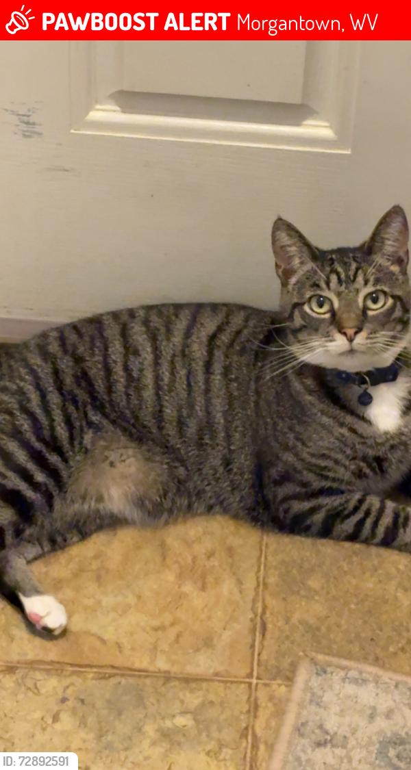 Lost Female Cat last seen Hess street, Morgantown, WV 26501