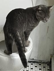 Lost Male Cat last seen Near and CR 208, Johnson County, TX 76009