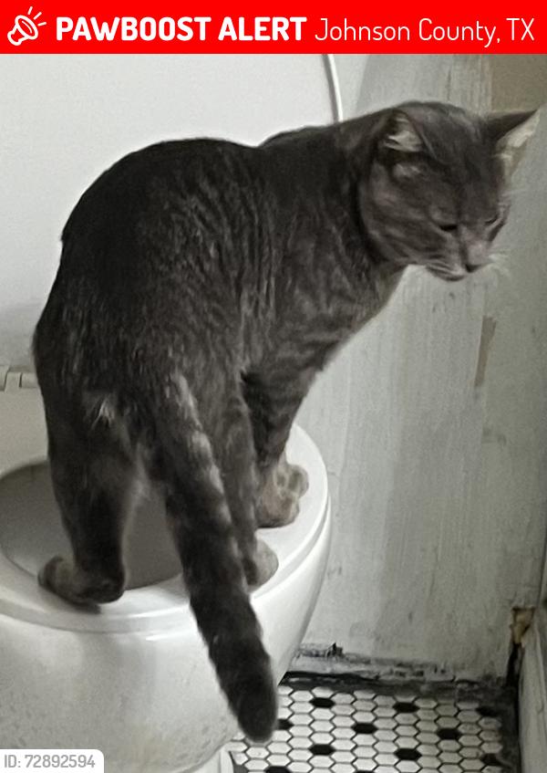 Lost Male Cat last seen Near and CR 208, Johnson County, TX 76009