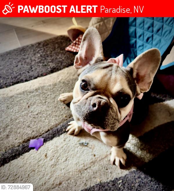Lost Female Dog last seen E Russell and S Pecos Rd., Paradise, NV 89120