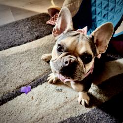 Lost Female Dog last seen E Russell and S Pecos Rd., Paradise, NV 89120