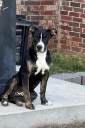 Found/Stray Male Dog last seen Landmark drive, Harrah, OK 73045