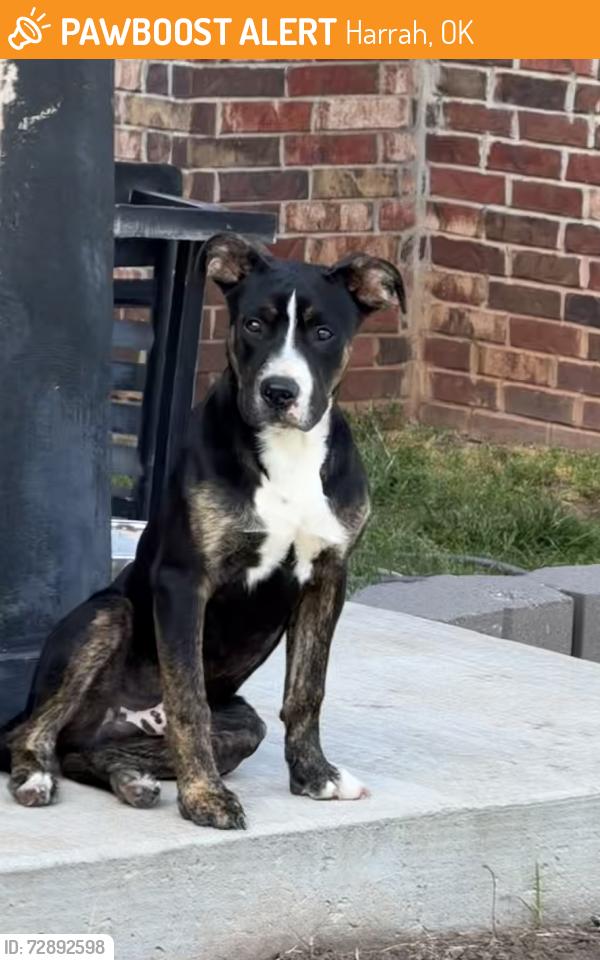 Found/Stray Male Dog last seen Landmark drive, Harrah, OK 73045