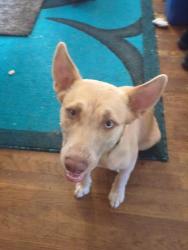 Found/Stray Female Dog last seen MLK, Merced, CA 95340