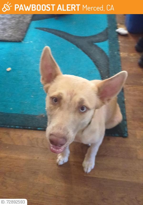 Found/Stray Female Dog last seen MLK, Merced, CA 95340